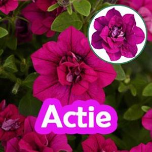 Bild von Petunia P12 "Actie" Double Magenta